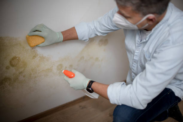Best Commercial Mold Remediation in Tri City, OR